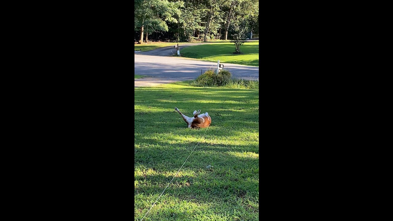 15yr old pup living the dream