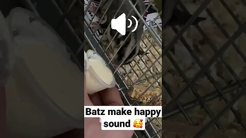 Batz drink shake and make yummi sound 🥰🐿️ #sugarglider #pets #shorts #short