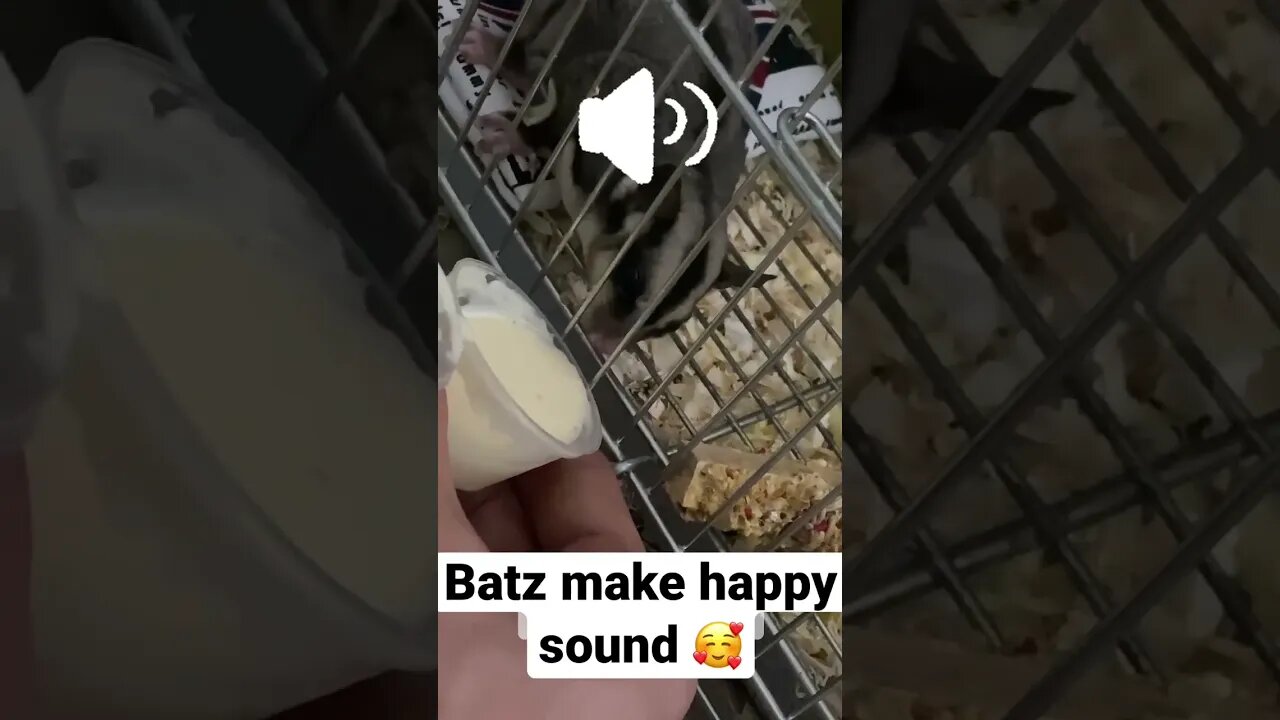 Batz drink shake and make yummi sound 🥰🐿️ #sugarglider #pets #shorts #short