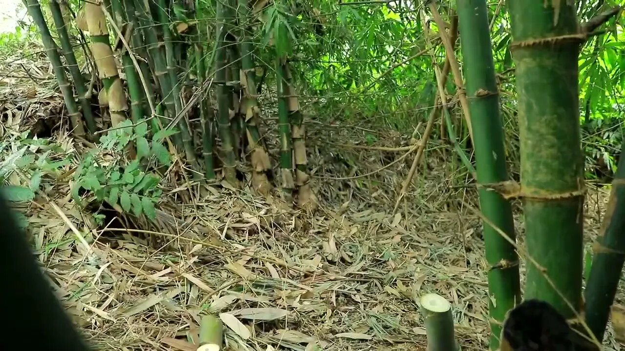 Survival In The Rainforest - BAMBOO SHOOTS - CUTE PARROT - BEES-1