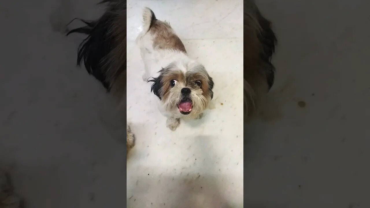 kitoo & coco#dog #shihtzu #dogslover #subscribe #funnyvideo #shorts #vlog, angry kristy😃😜#cutedog