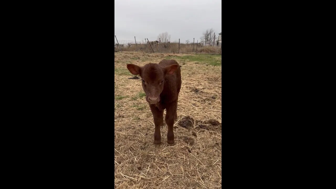 Cold day for the heifer!