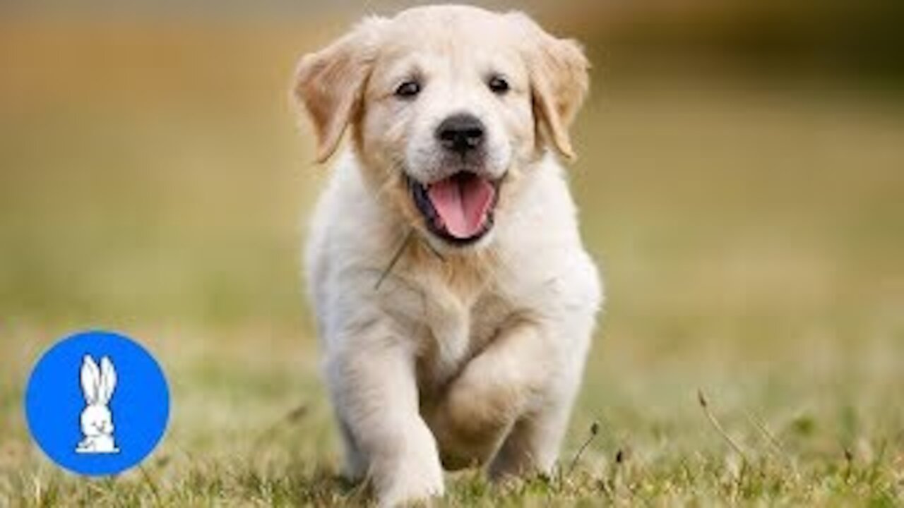 beautiful golden retriever puppies