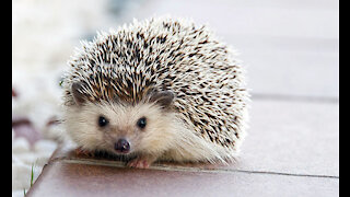 Prickly but super adorable creatures - hedgehogs