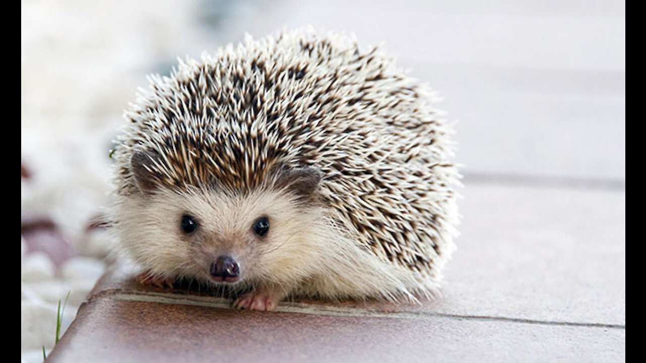 Prickly but super adorable creatures - hedgehogs