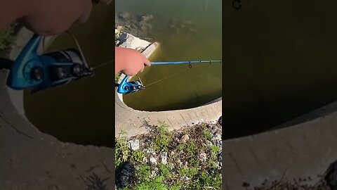 If only peacock bass fishing was always this easy 😂