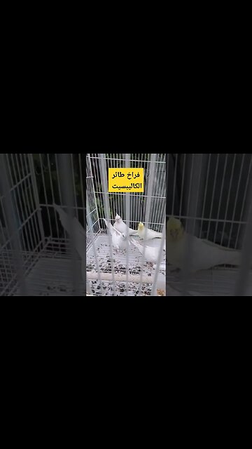 فراخ طائر كاليبسيت