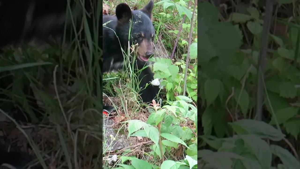 Raspberry Munching Bear Cub