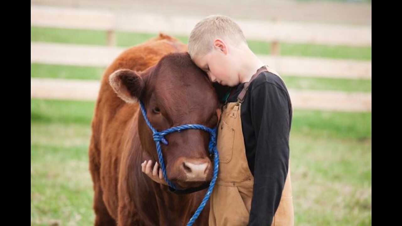 Cow Rescue Story: What makes cows holy?