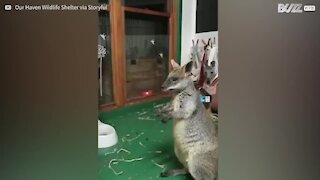 Wallaby e canguro litigano per l'orsacchiotto