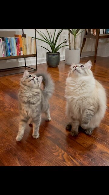 Cats Doing Tricks for Treats