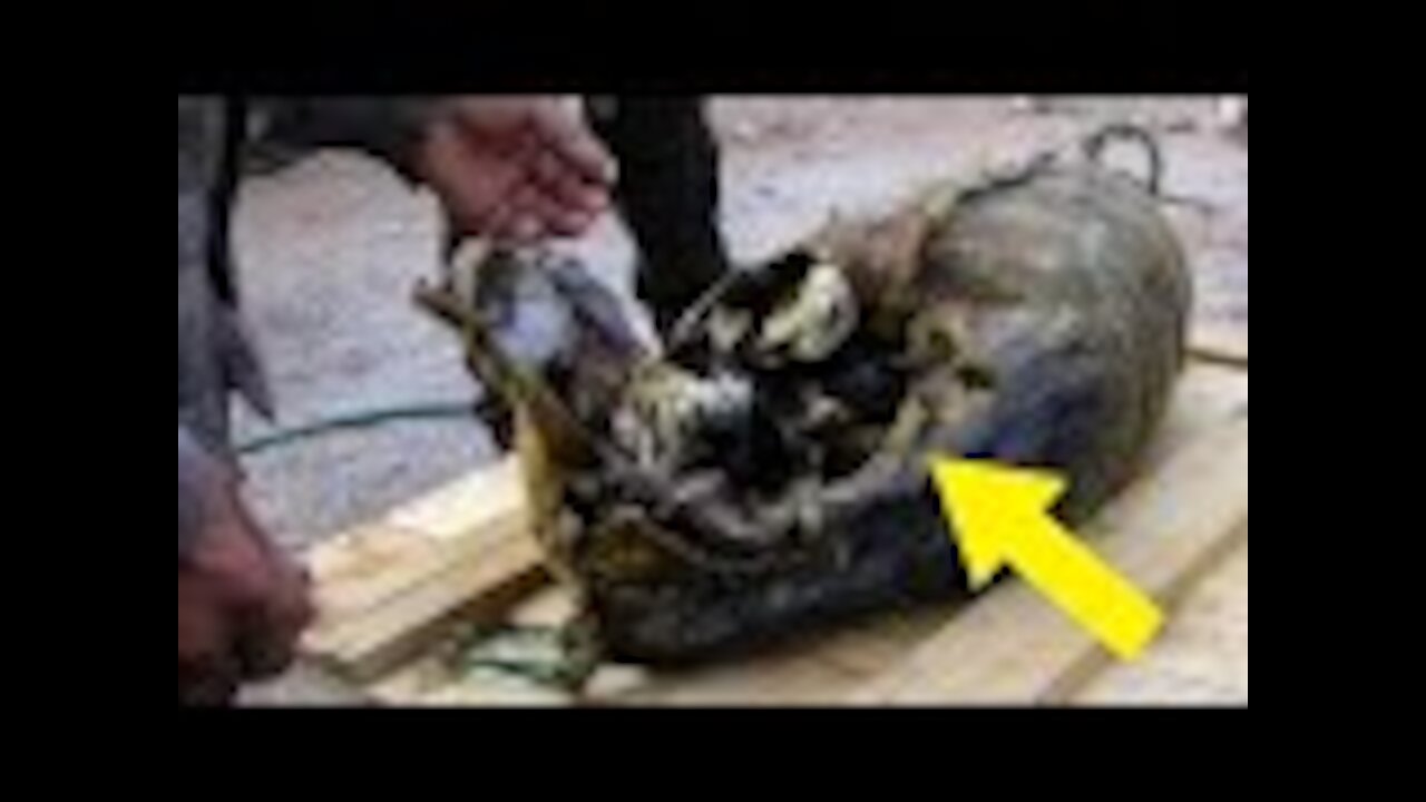 Man's Trash Keeps Making Strange Noises, Then He Finds This Inside