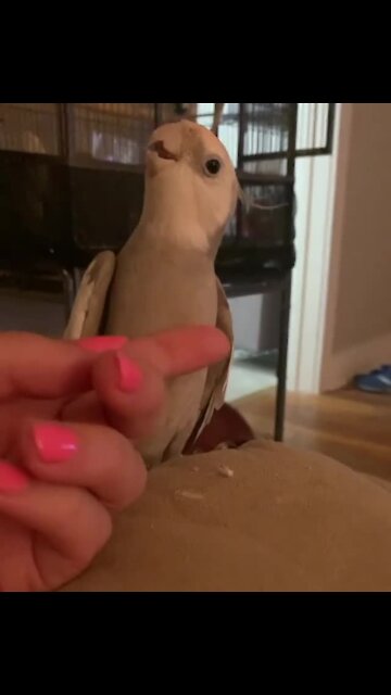 Parrot sings while getting tummy scratches