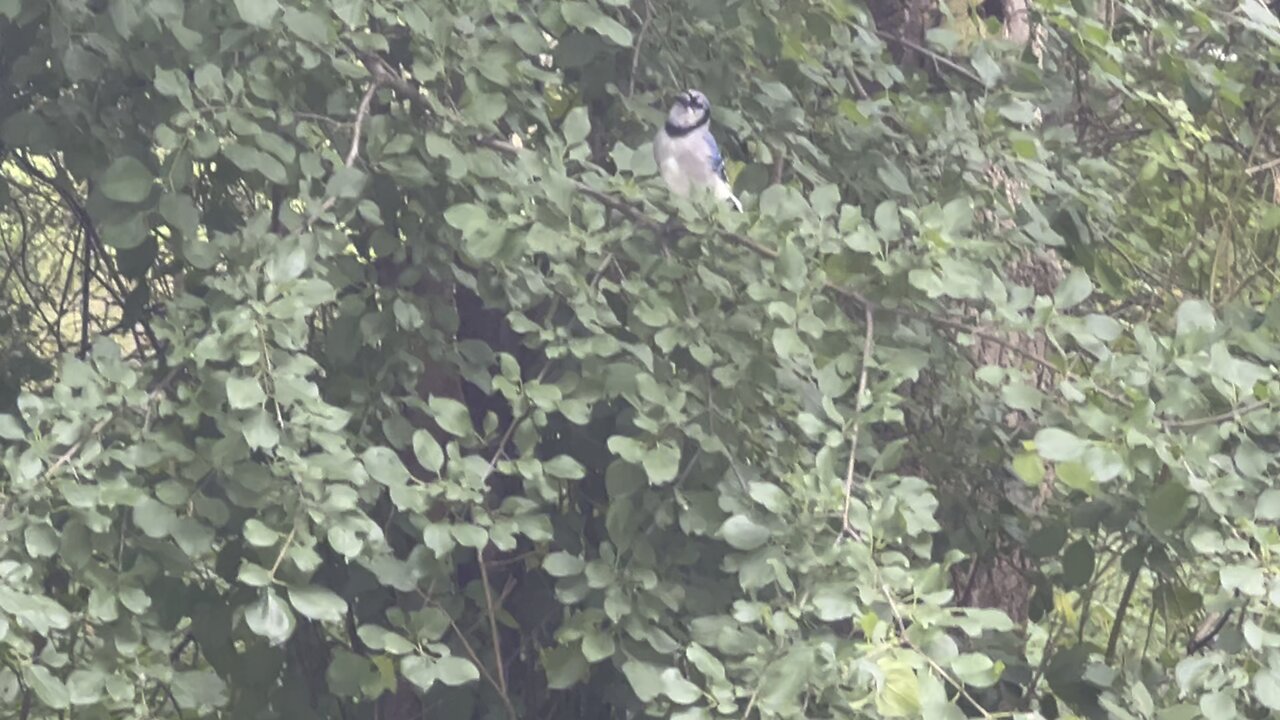 Blue Jay and squirrel thinking about some peanuts 🤣😂