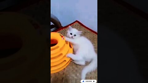 Baby Cat Cute and Funny Kitten Videos Compilation #03 Cat Lover This World