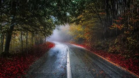 ASMR🌧 10 Hours RAIN on Quiet Road in Autumn🍂︱Deep SLEEP, Relieve Stress, Meditate