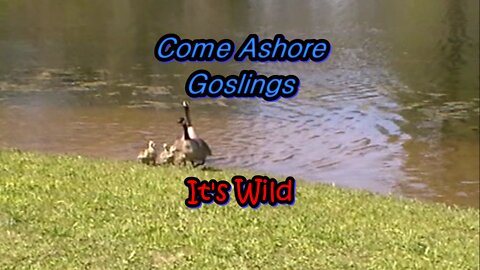 Come Ashore Goslings