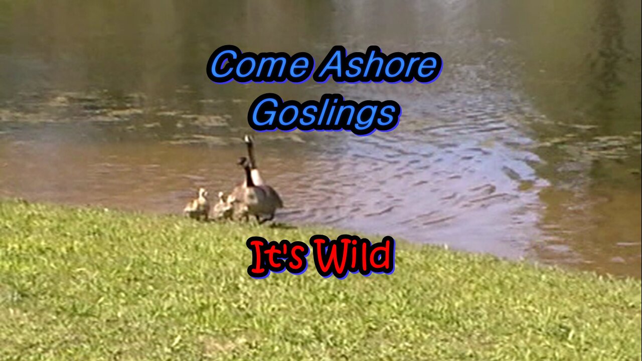 Come Ashore Goslings