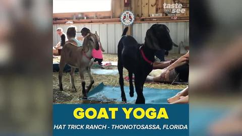 Namaste! Goat yoga makes its way to Tampa Bay