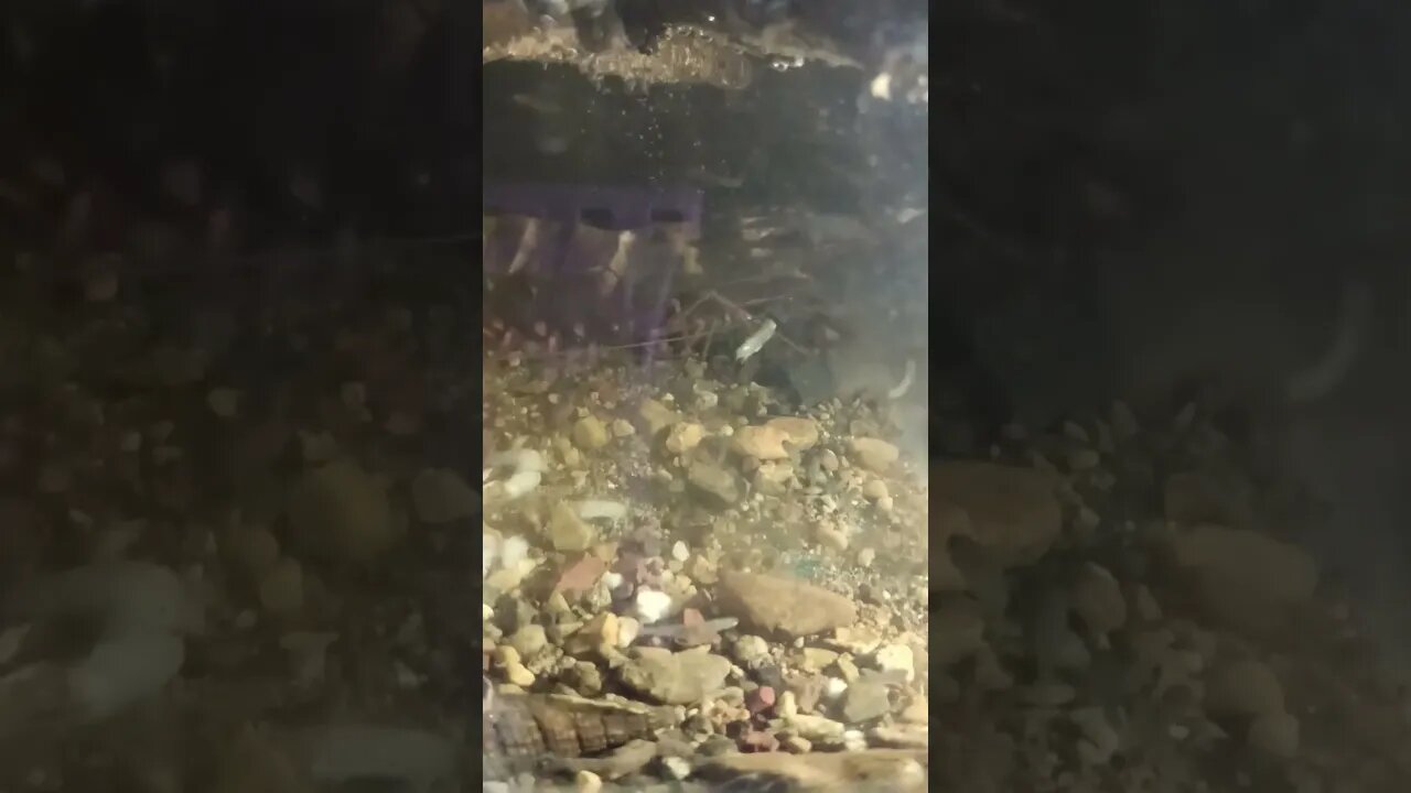 #fish #ikanhiasairtawar #shortvideo #shortsfeed #fishing #fisherman