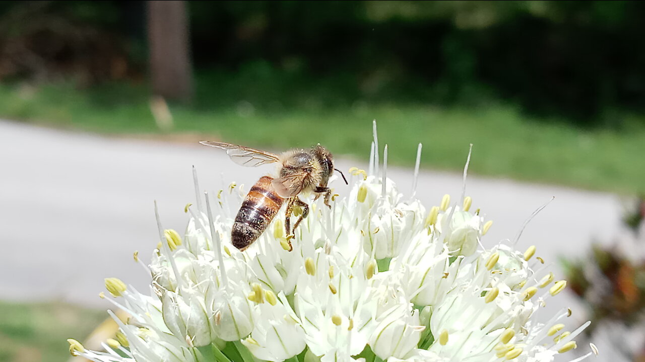 Honey Bee on an Onion Flower #NatureInYourFace