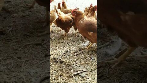 #chickens #layers #freerange #homesteading #homesteadlife #farm #relaxing #peaceful #nature