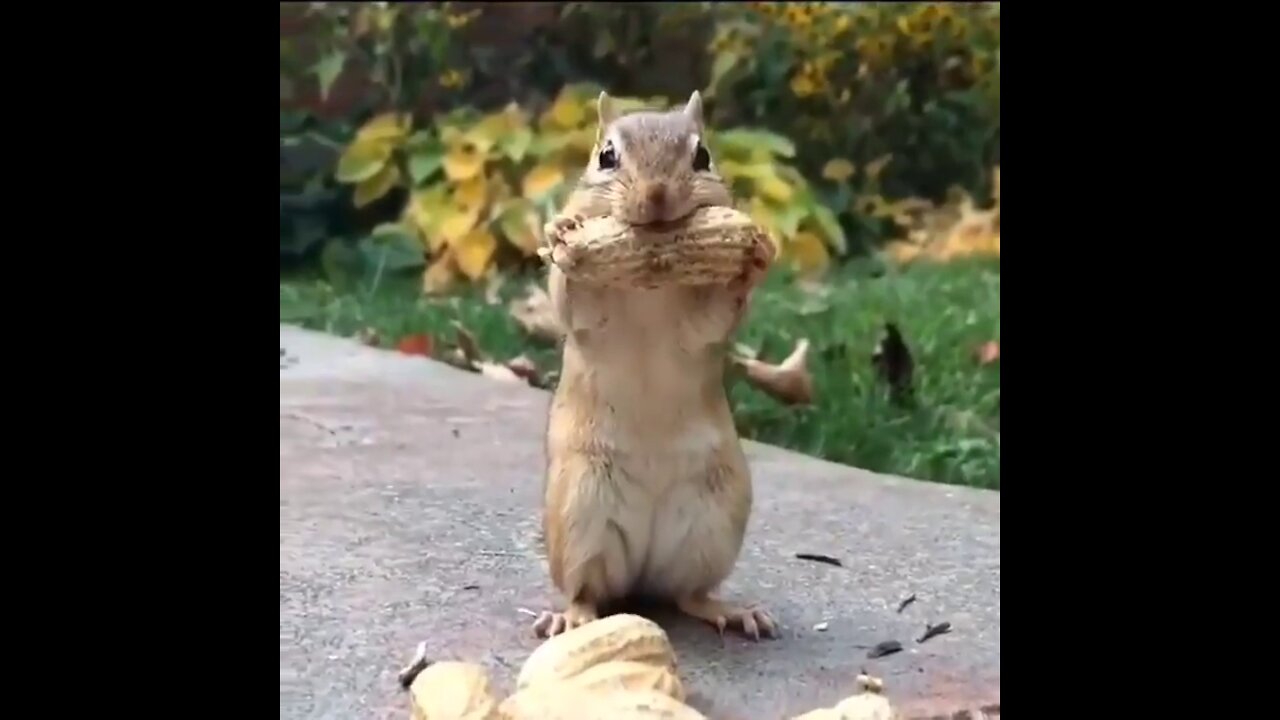 When The Squirrel Trying to Eat Peanut