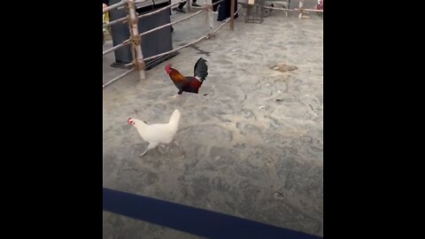 Funny Running Chickens !