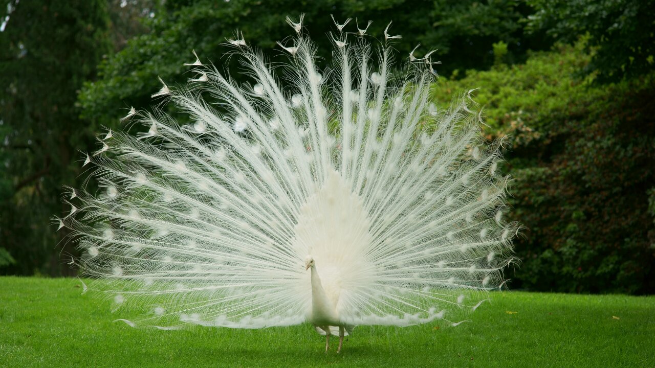 5 White Peacock Facts You Need To Know as a Peacock Lovers!