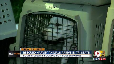 Texan pets arrive in Cincinnati with wagging tails