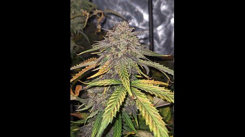 EP. 3 Granite Haze F5 Auto by Speedrunseeds 90 Days (Seed 2 Darkness) B RANK