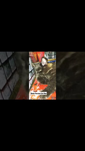 #black #persian #cats #kitten #cutecat #shorts #youtubeshorts