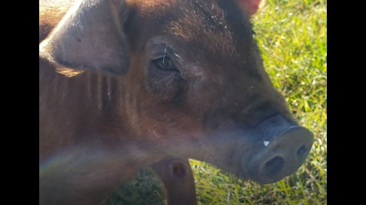 Pigs out on pasture