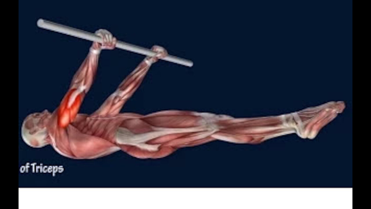 How to Front Lever Muscle Anatomy Training Program EasyFlexiiblity