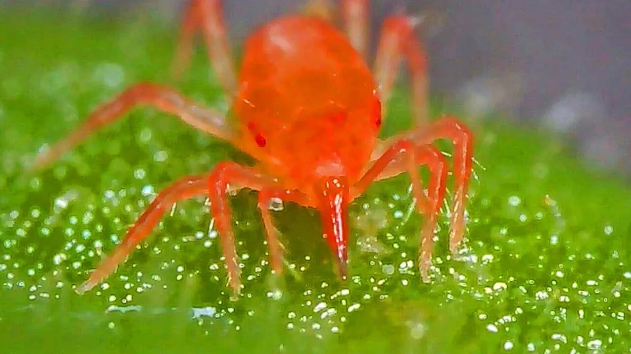 Okanagan biting insects - Chiggers have a nasty bite that causes extreme itching