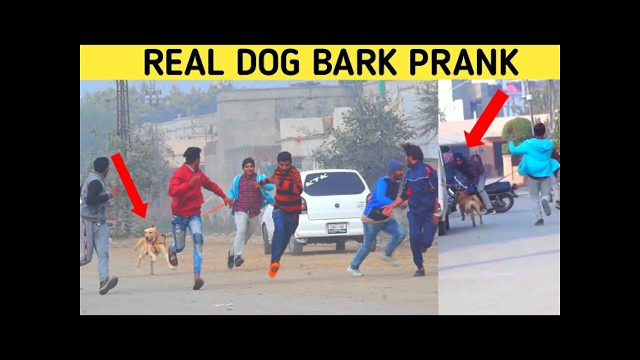 @Smarties Prank TV @Real Dog Bark Prank