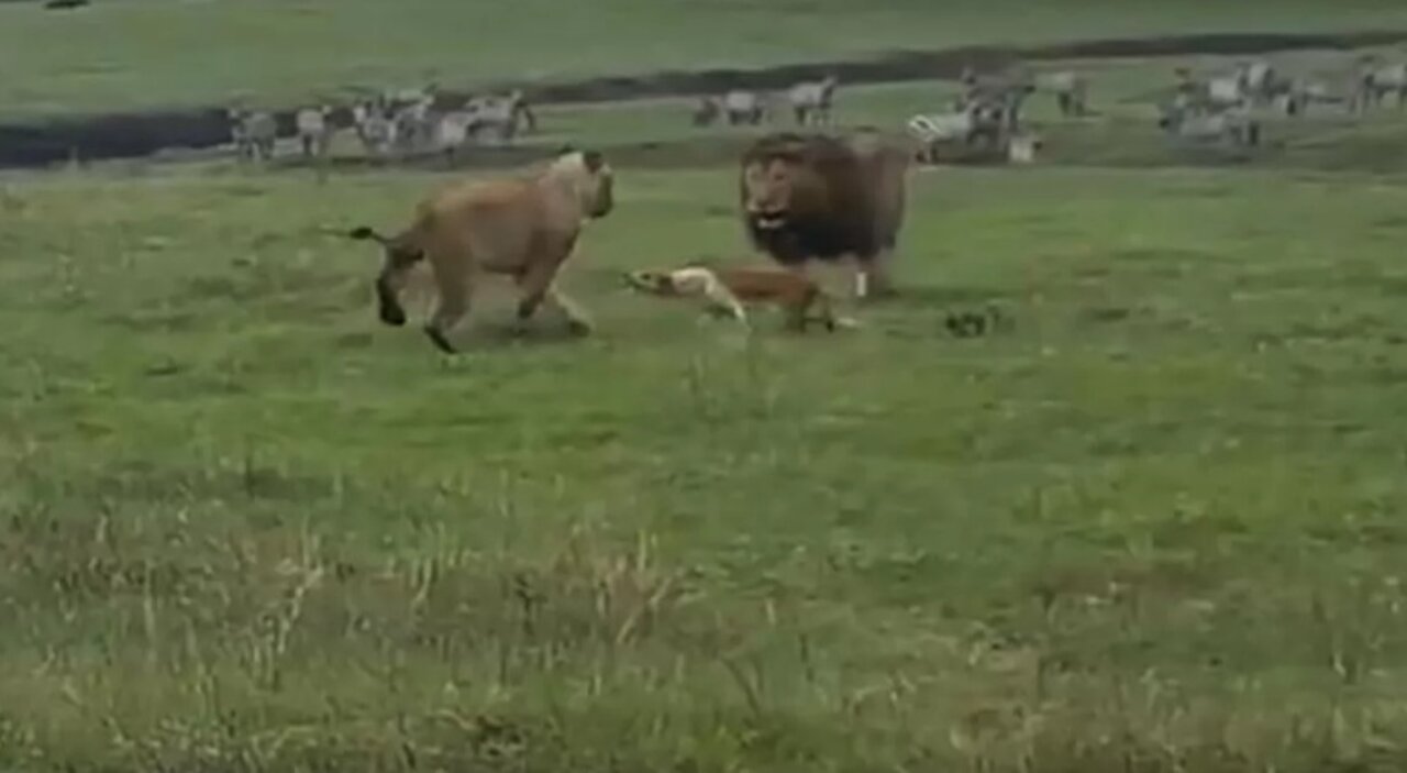 dog attacks two lions. unbelievable!!!!!!!