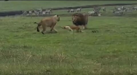 dog attacks two lions. unbelievable!!!!!!!