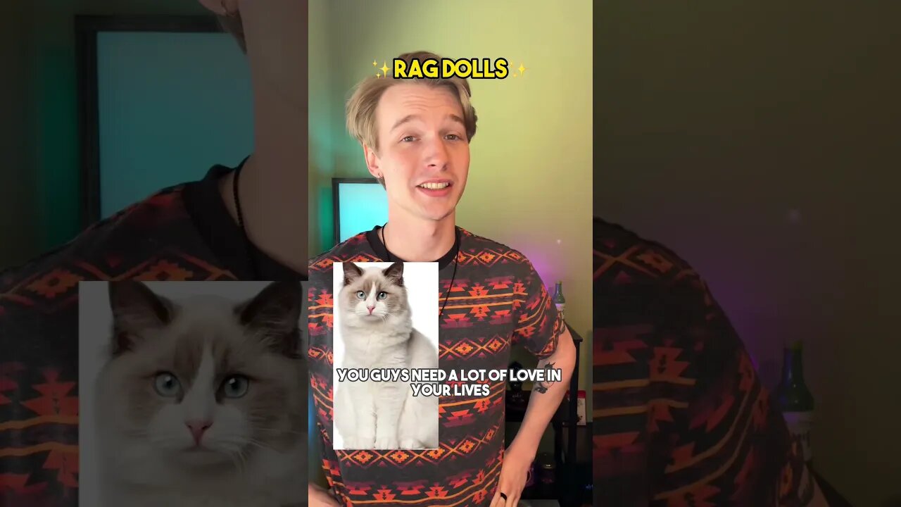 Give me breeds you want to see in Part 2😁 #cat #kitten #catfacts #cute #relatable #relationship