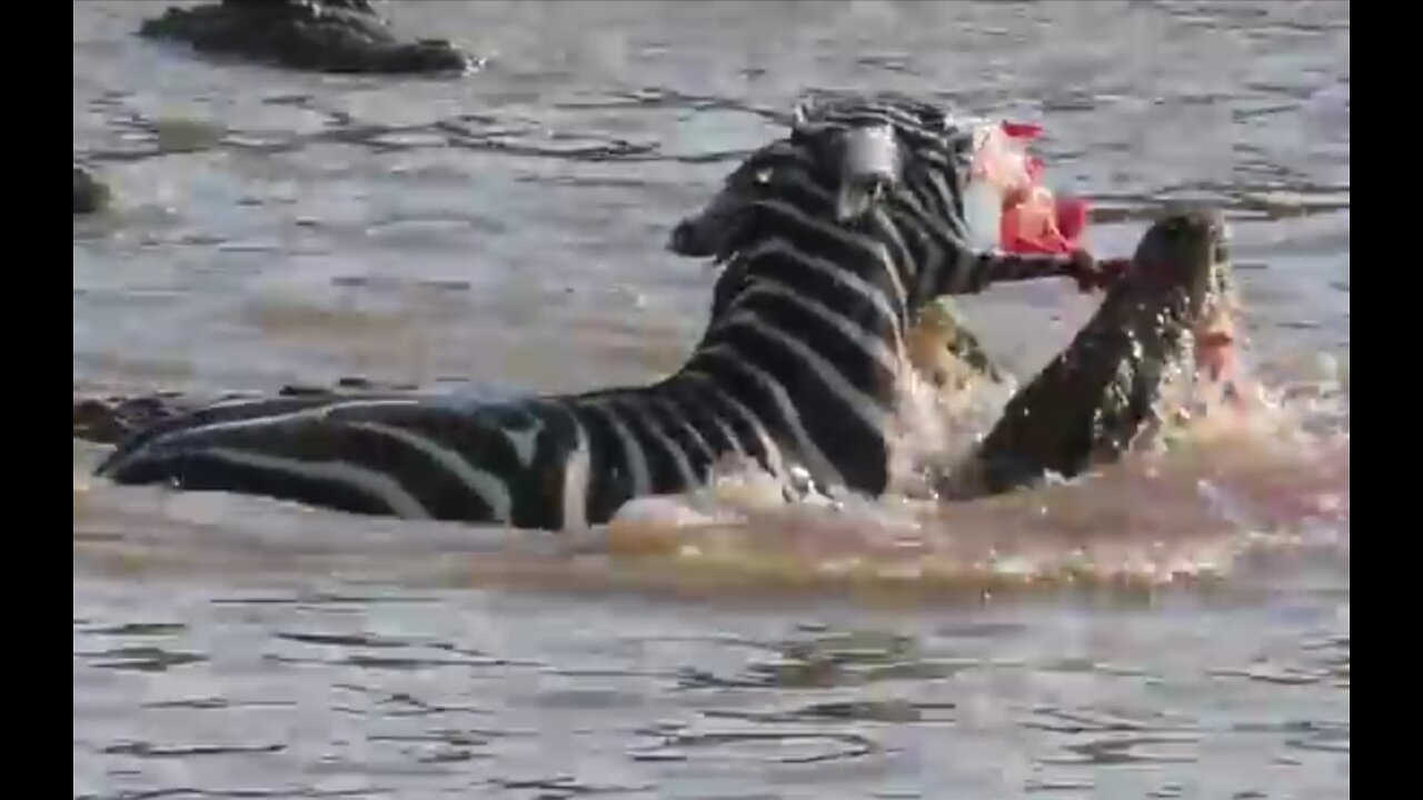 Crocodile eats with zebras mouth cut into half