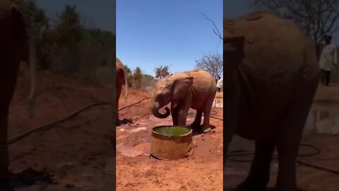 Baby Elephant