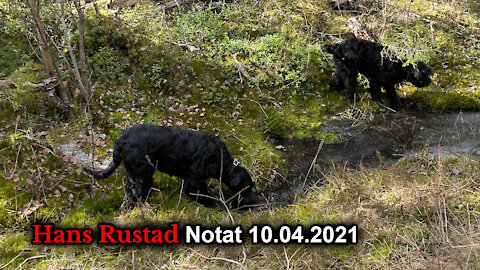 Skog-podkast 10. april: Noen bygger nye murer