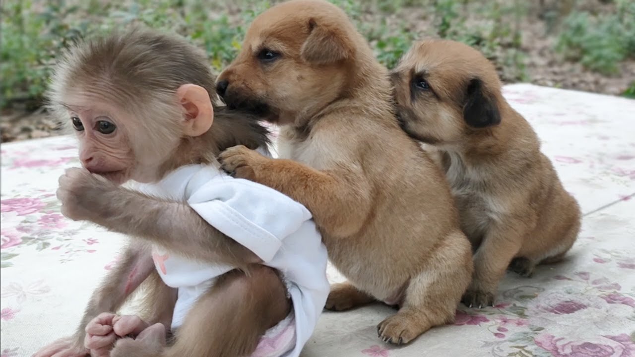 Monkey Puppy Baby Cute puppies love to play with baby Monkey Sky