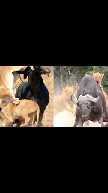 Wild Animals Attacking, Lion, Buffalo, Leopard, Jack - Adorable Monkeys #017