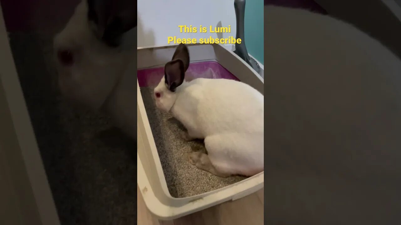 Rabbit litter trained