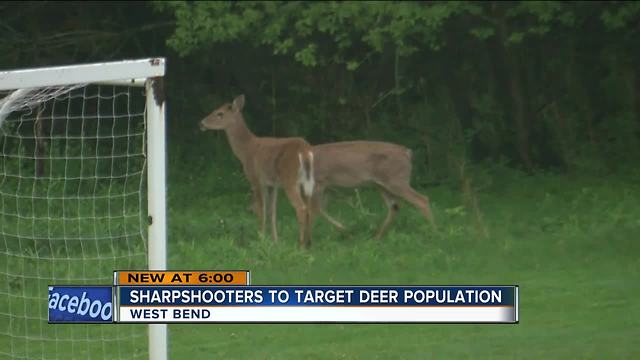 Sharpshooters to target deer population