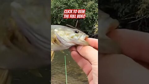 🎣🎣 Beautiful Little Creek Smallmouth on Custom OTR Color Lures! #fishing #smallmouthbassfishing