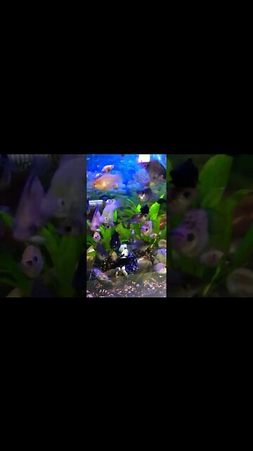 #ofwkuwait #spreadloveandhappiness #smallfishes