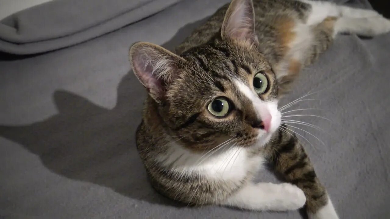 Cute Cat with Large Eyes