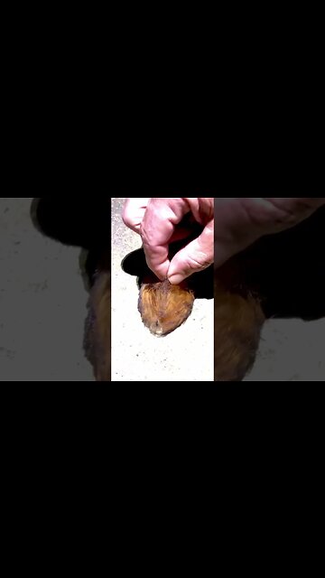 Alien Found in Amazon Rainforest (possible new species)